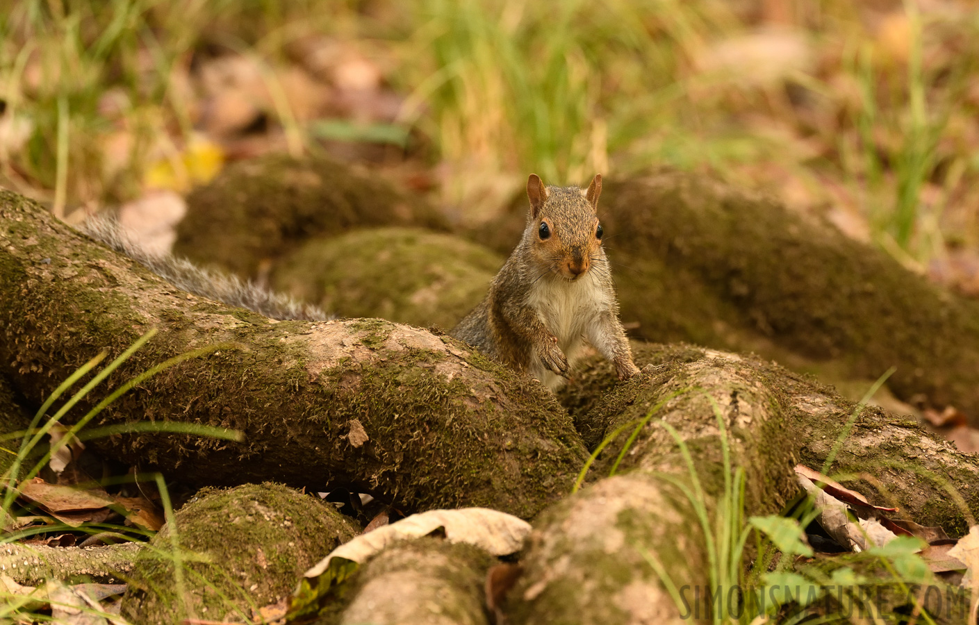 Sciurus carolinensis [400 mm, 1/160 Sek. bei f / 7.1, ISO 2500]